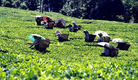 Darjeeling Tour